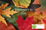 Fascinated by Fall